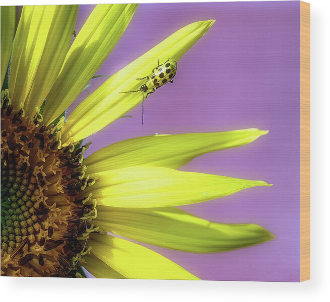 Sunflower Wood Print featuring the photograph Sunflower and Friend by Cheri Freeman