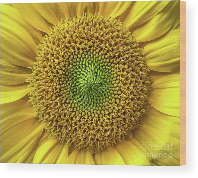 Flower Wood Print featuring the photograph Sunflower by Mark Ali