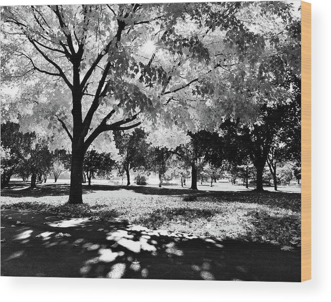 Park Wood Print featuring the photograph Sunny October by Susie Loechler