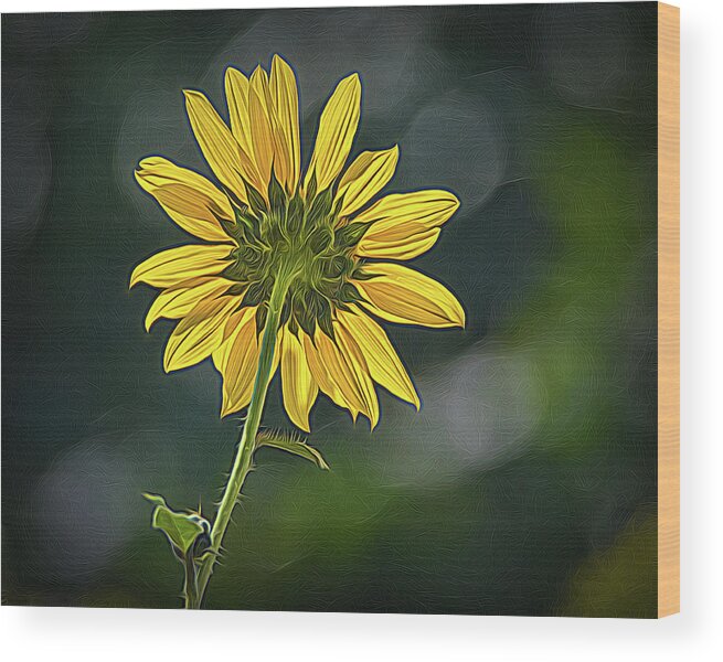 Bloom Wood Print featuring the photograph Sunny Sunflower Following the Sun With Enhancements by Debra Martz