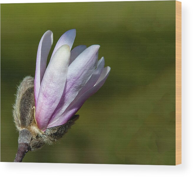 Flower Wood Print featuring the photograph Sweet Magnolia by Cathy Kovarik