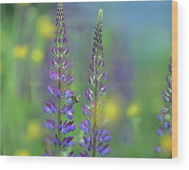Tim Fitzharris Wood Print featuring the photograph Tall Lupines II by Tim Fitzharris