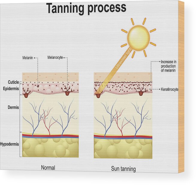 Skin Wood Print featuring the drawing Tanning process. Skin. Human anatomy by Ttsz