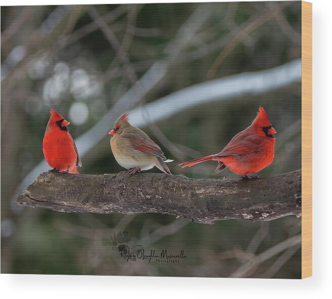 Cardinal Wood Print featuring the photograph The College of Cardinals by Regina Muscarella