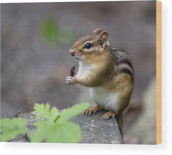 Chipmunk Wood Print featuring the photograph The Forest Cuisine by Regina Muscarella