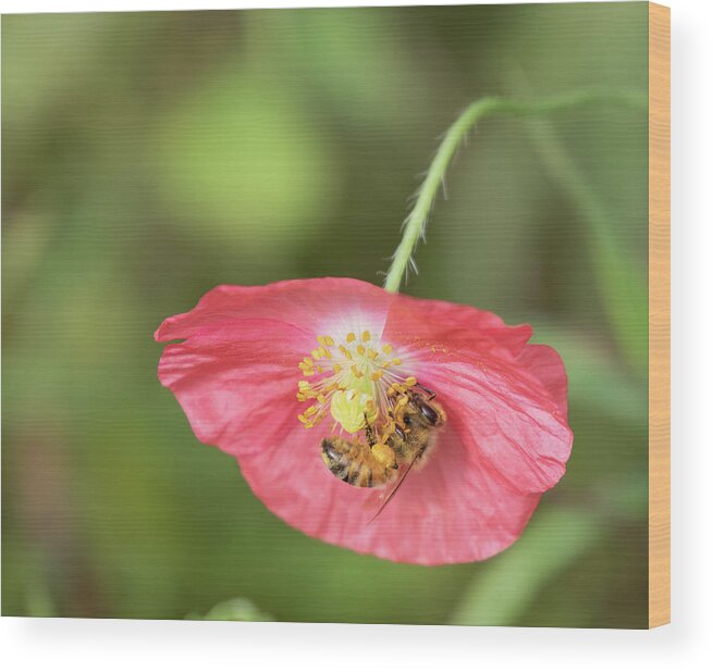 Shirley Poppy Wood Print featuring the photograph The Honey Bee and Poppy 2019 by Thomas Young
