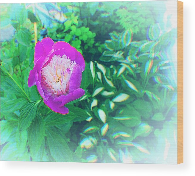 Peony Wood Print featuring the photograph The last Peony of the Season by Stacie Siemsen