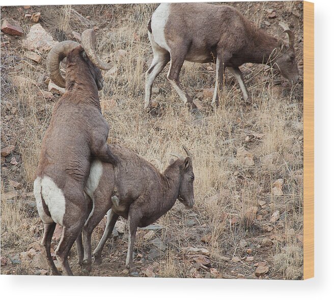 Mating Bighorn Sheep Photograph Wood Print featuring the photograph The Mating Game by Jim Garrison