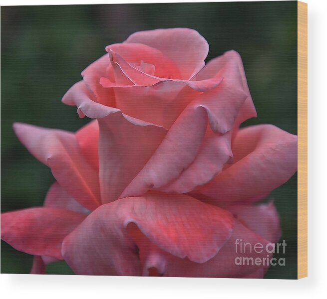 Rose Wood Print featuring the digital art The Unfolding Of A Pink Rose Bud by Kirt Tisdale