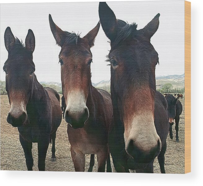 Mules Wood Print featuring the photograph Three Amigos by Don Schimmel