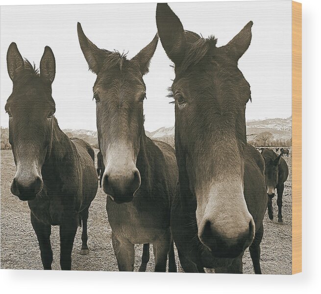 Mules Wood Print featuring the photograph Three Amigos, Sepia by Don Schimmel