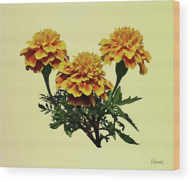Marigolds Wood Print featuring the photograph Three Marigolds by Susan Savad