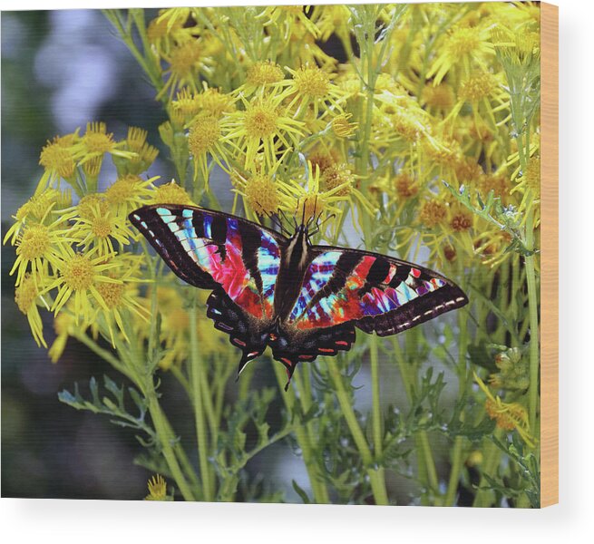 Butterflies Wood Print featuring the photograph Tie-Dye Butterfly #3 by Ben Upham III