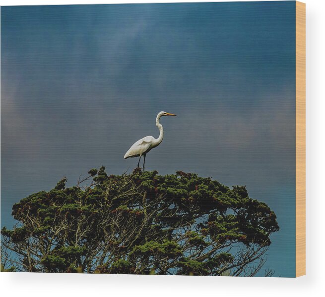 Bird Wood Print featuring the photograph Top Of The World by Cathy Kovarik