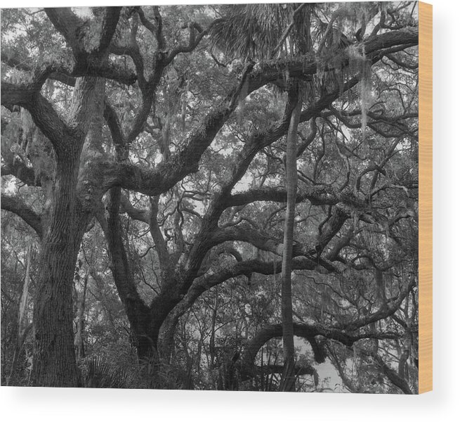 Horizontal Wood Print featuring the photograph Trees, Tide Views Preserve, 2006 by John Simmons
