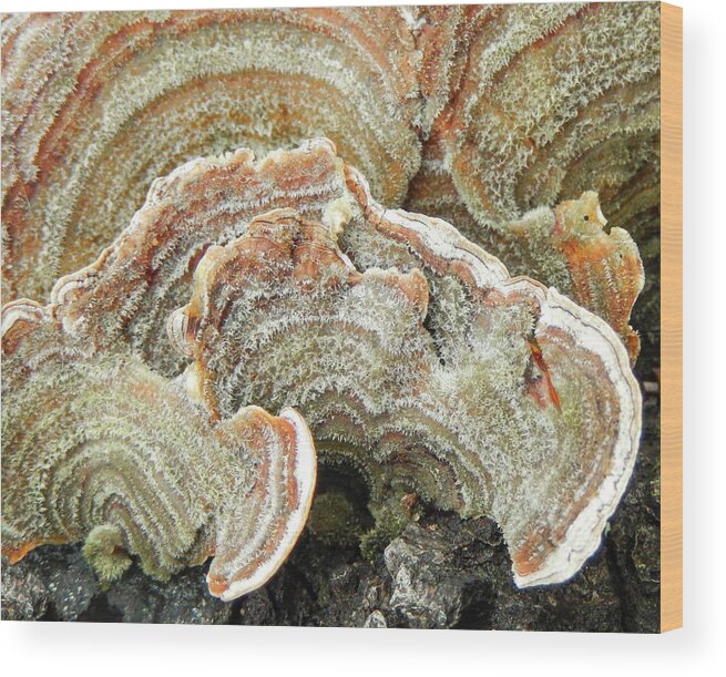 Abstract Wood Print featuring the photograph Turkeytail Fungus Abstract by Karen Rispin