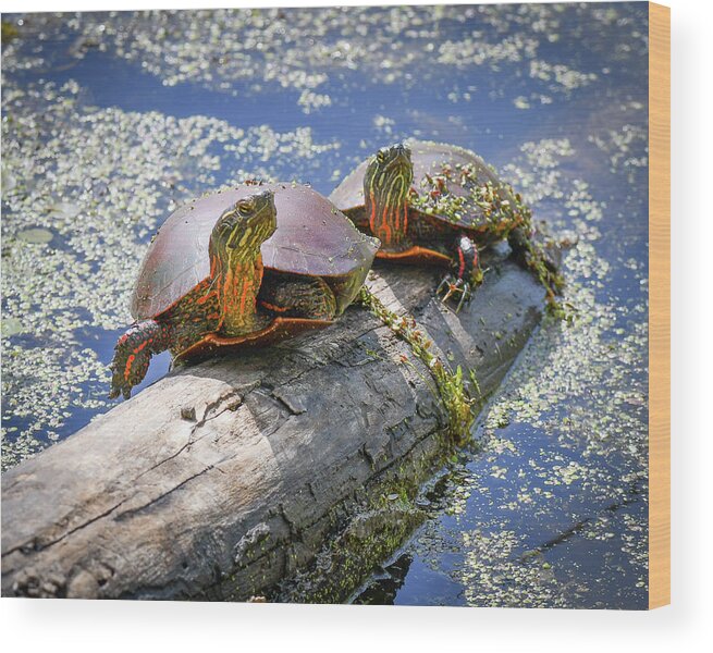 Turtles Wood Print featuring the photograph Turtles on a log by Michelle Wittensoldner