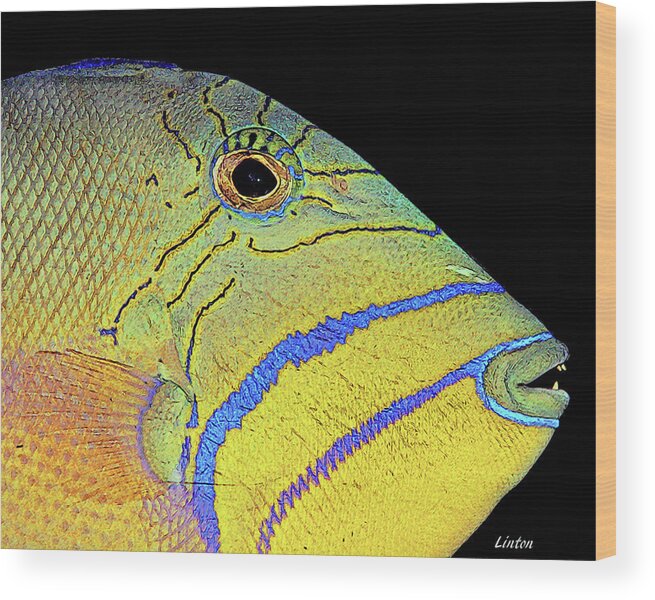 Fish Wood Print featuring the digital art QUEEN TRIGGERFISH cps by Larry Linton