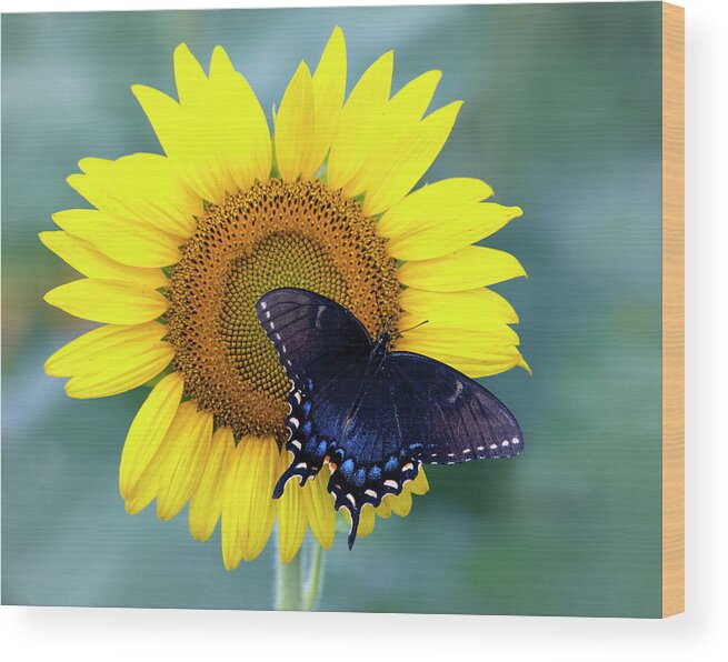Insect Wood Print featuring the photograph Upon the Sun by Art Cole