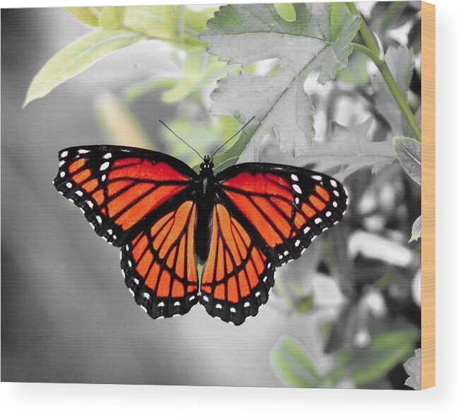 Viceroy Wood Print featuring the photograph Viceroy Butterfly by Christopher Reed