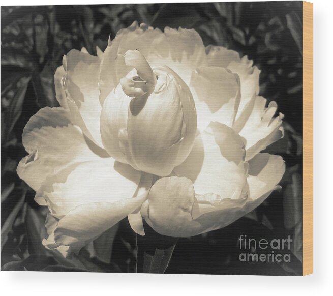 Peony Wood Print featuring the photograph Vintage Peony by Onedayoneimage Photography