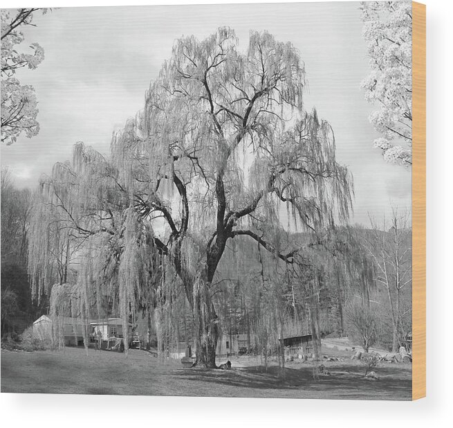 Willow Tree Wood Print featuring the photograph Weeping Willow by Mike McGlothlen