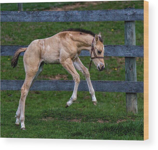 Animals Wood Print featuring the photograph Wheeee by Brian Shoemaker