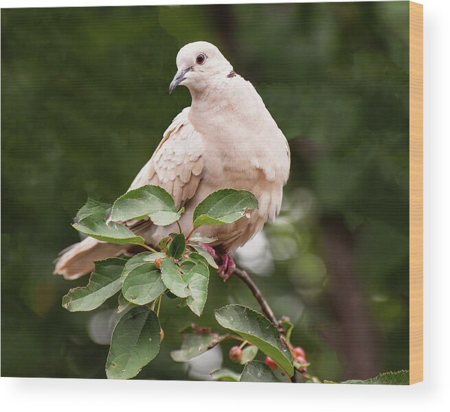 White Dove Wood Print featuring the photograph White Dove On A Bush by Flees Photos
