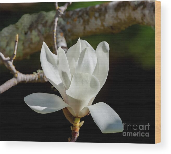 Magnolia Blossoms Wood Print featuring the photograph White Magnolia Blossom, 1 by Glenn Franco Simmons
