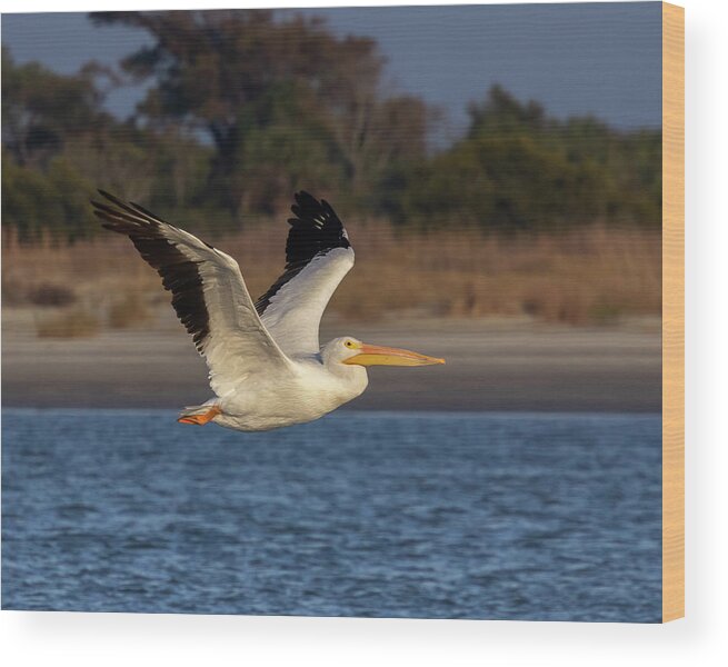 American White Pelican Wood Print featuring the photograph White Pelican in Flight by Patricia Schaefer