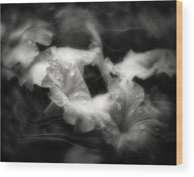 White Petunias Wood Print featuring the photograph White Petunias by Laura Vilandre
