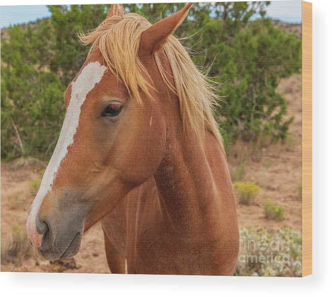 Nature Wood Print featuring the photograph Wild Horse Posing by Seth Betterly