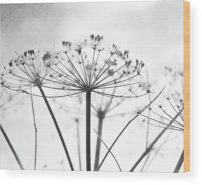 Black And White Wood Print featuring the photograph Wild Umbel by Lupen Grainne