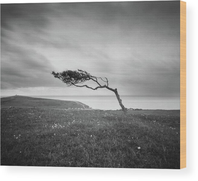  Wood Print featuring the photograph Windswept Tree On Went Hill by Will Gudgeon