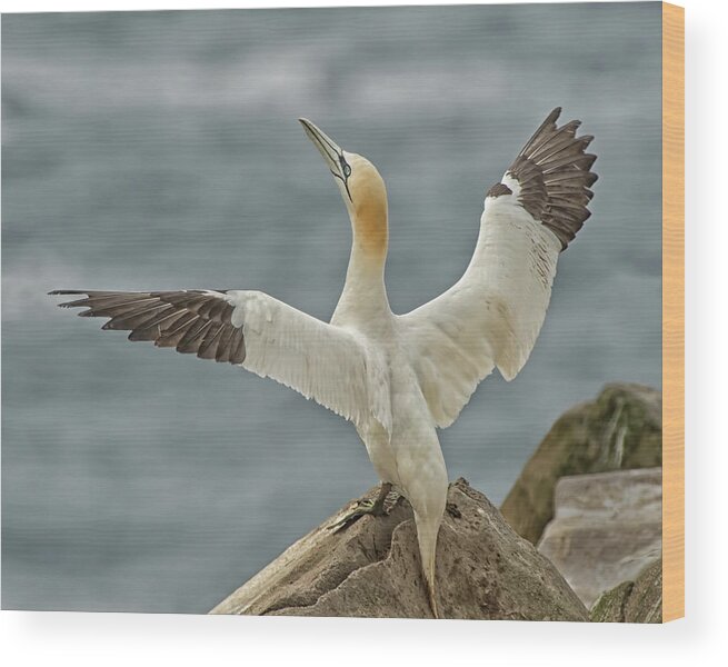 Wing Flap Wood Print featuring the photograph Wing Flap by CR Courson