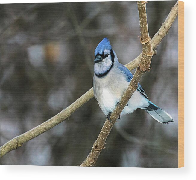 Winter Bluejay Wood Print featuring the photograph Winter Bluejay by Jaki Miller