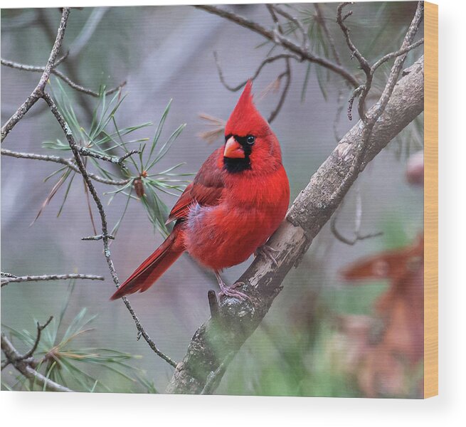 Cardinal Wood Print featuring the photograph Winter Solstice Cardinal by Lara Ellis