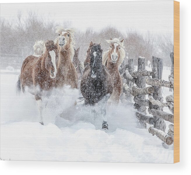 Horse Wood Print featuring the photograph Winter Thunderland by Dawn Key