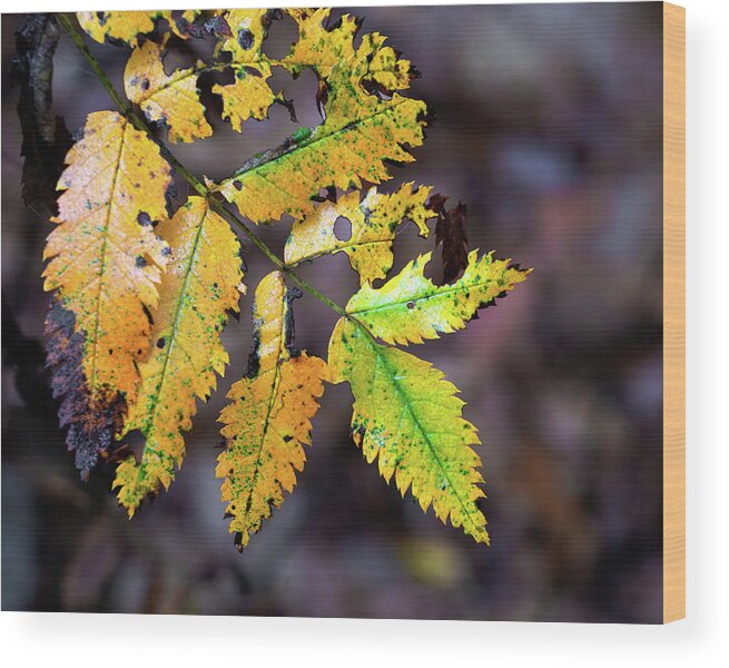 Yellow Wood Print featuring the photograph Yellow autumn leaf by Anges Van der Logt