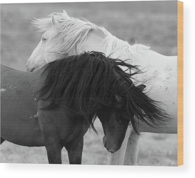 Wild Horses Wood Print featuring the photograph Yin and Yang by Mary Hone