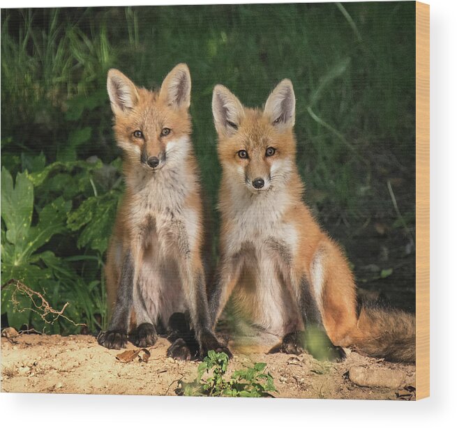 Fox Wood Print featuring the photograph Young Fox in the Wild by Edward Shotwell