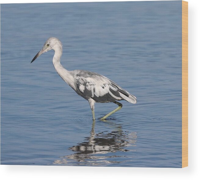 Little Blue Heron Wood Print featuring the photograph Young little Blue Heron 2 by Mingming Jiang