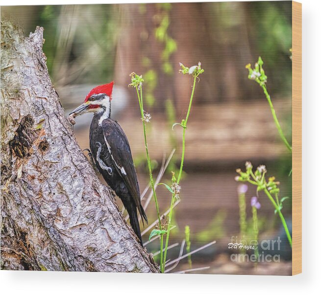 Birds Wood Print featuring the photograph Yummy by DB Hayes