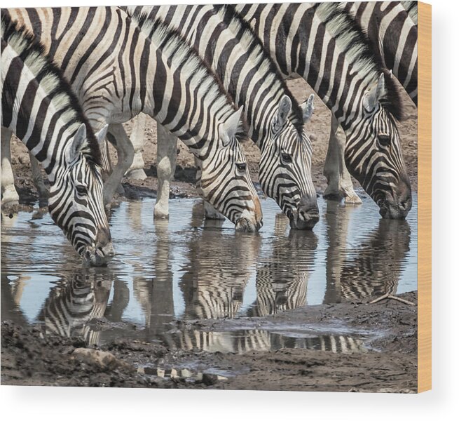 Plains Zebra Wood Print featuring the photograph Zebras at Chudob Waterhole by Belinda Greb