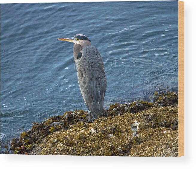 Heron Wood Print featuring the photograph Blue Heron on a rock by Eti Reid