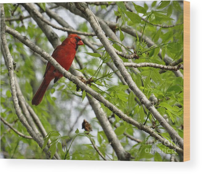 Birds Wood Print featuring the photograph Cardinal Saturday Morning by Christopher Plummer