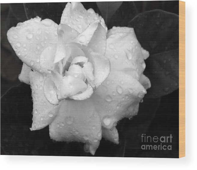 Raindrops Wood Print featuring the photograph White Drops by Michelle Meenawong