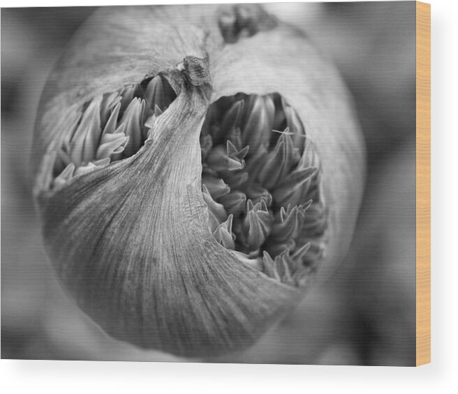 Allium Wood Print featuring the photograph Allium Bud by Inge Riis McDonald