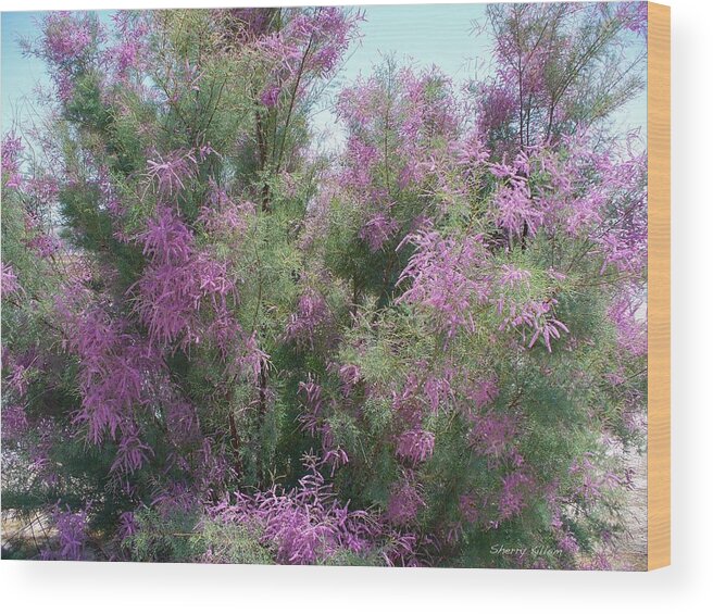 Heather Wood Print featuring the photograph Blooming Heather #1 by Sherry Killam