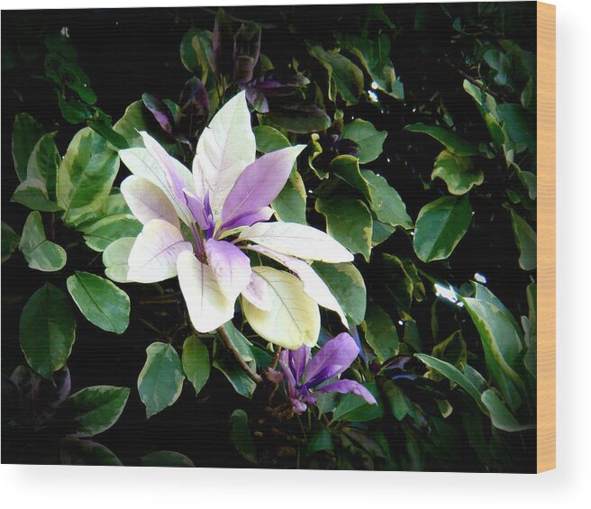 Purple Wood Print featuring the photograph Blossom at Sundy House #2 by Donna Walsh